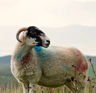 A sheep adorned with vibrant paint stands in a lush green field during Sliabh Liag Cliff Tour